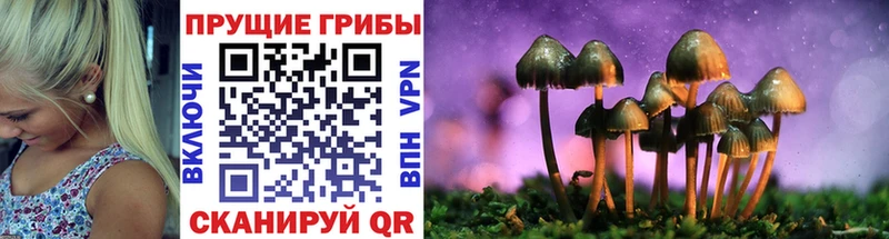 купить наркотик  Анива  Галлюциногенные грибы Cubensis 